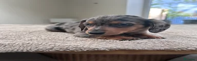 Miniature Dachshund Puppy 3