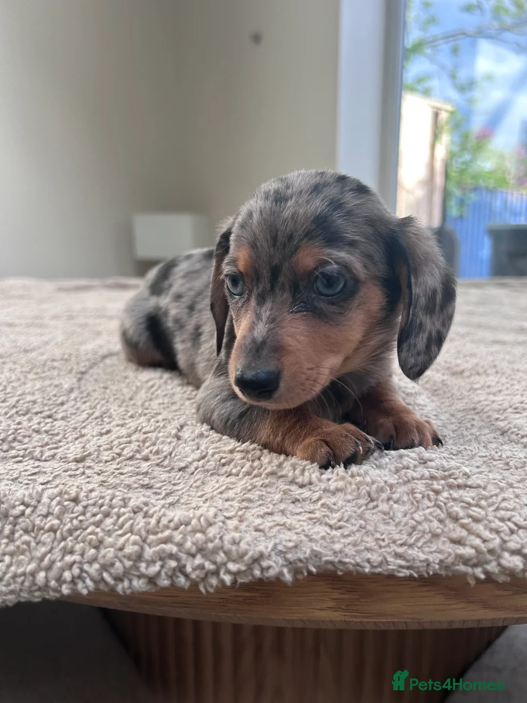 Miniature Dachshund dogs for sale: *** 3 beautiful mini dachshunds ** - Advert 2
