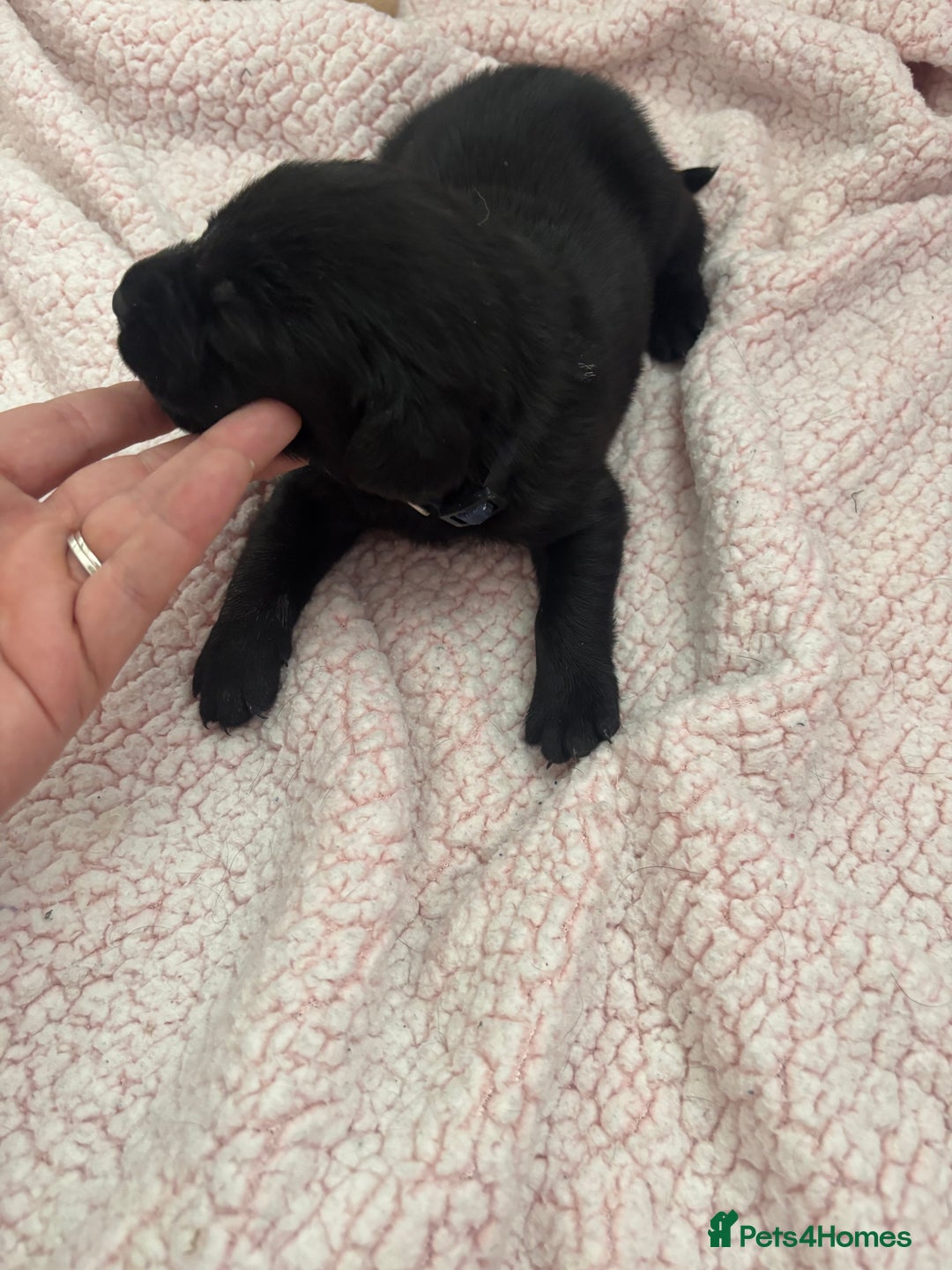 Labrador Retriever dogs for sale: Labrador puppies - Image 10