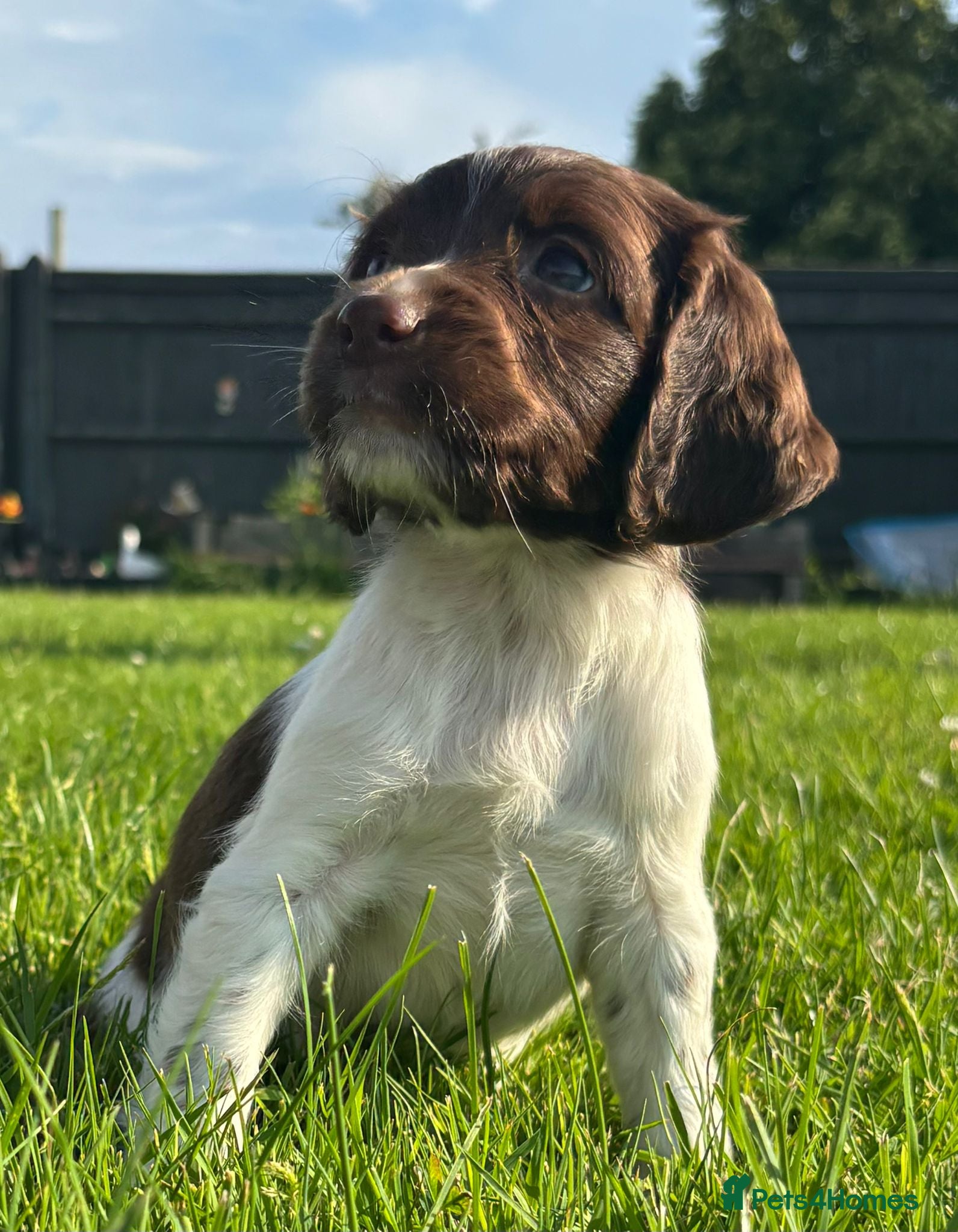 English Springer Spaniel dogs English Springer Spaniel Puppies - Advert 4