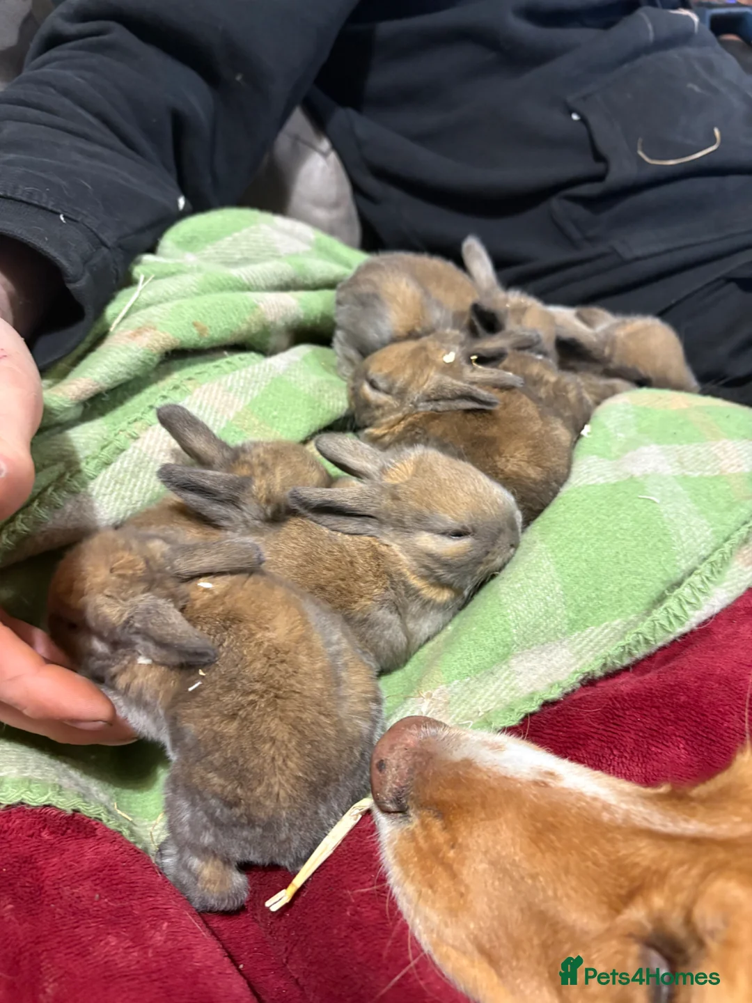 Mixed Breed rabbits for sale: Mini lop cross - Advert 1