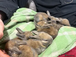 Mixed Breed rabbits Mini lop cross - Advert 11