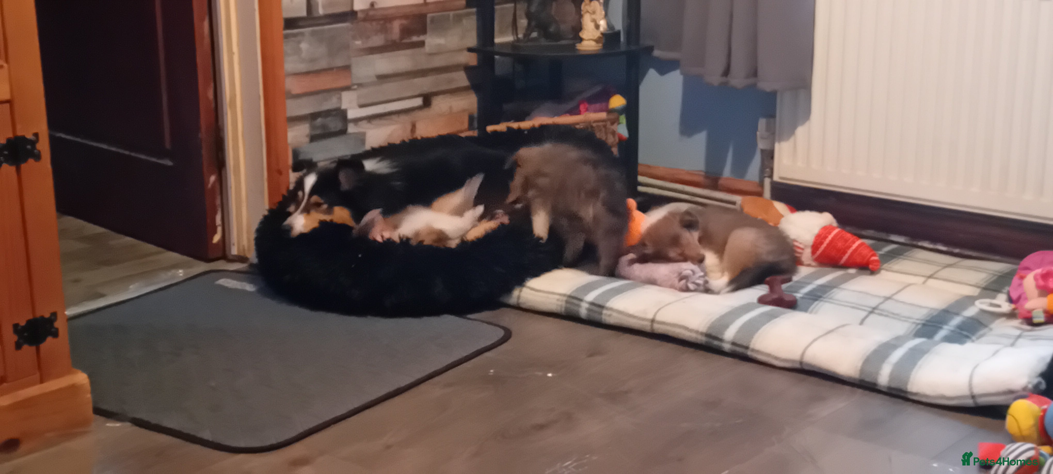 Shetland Sheepdog dogs Shetland sheepdog Shaded sable & white males - Advert 2