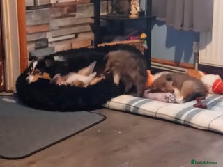 Shetland Sheepdog dogs - Advert 2