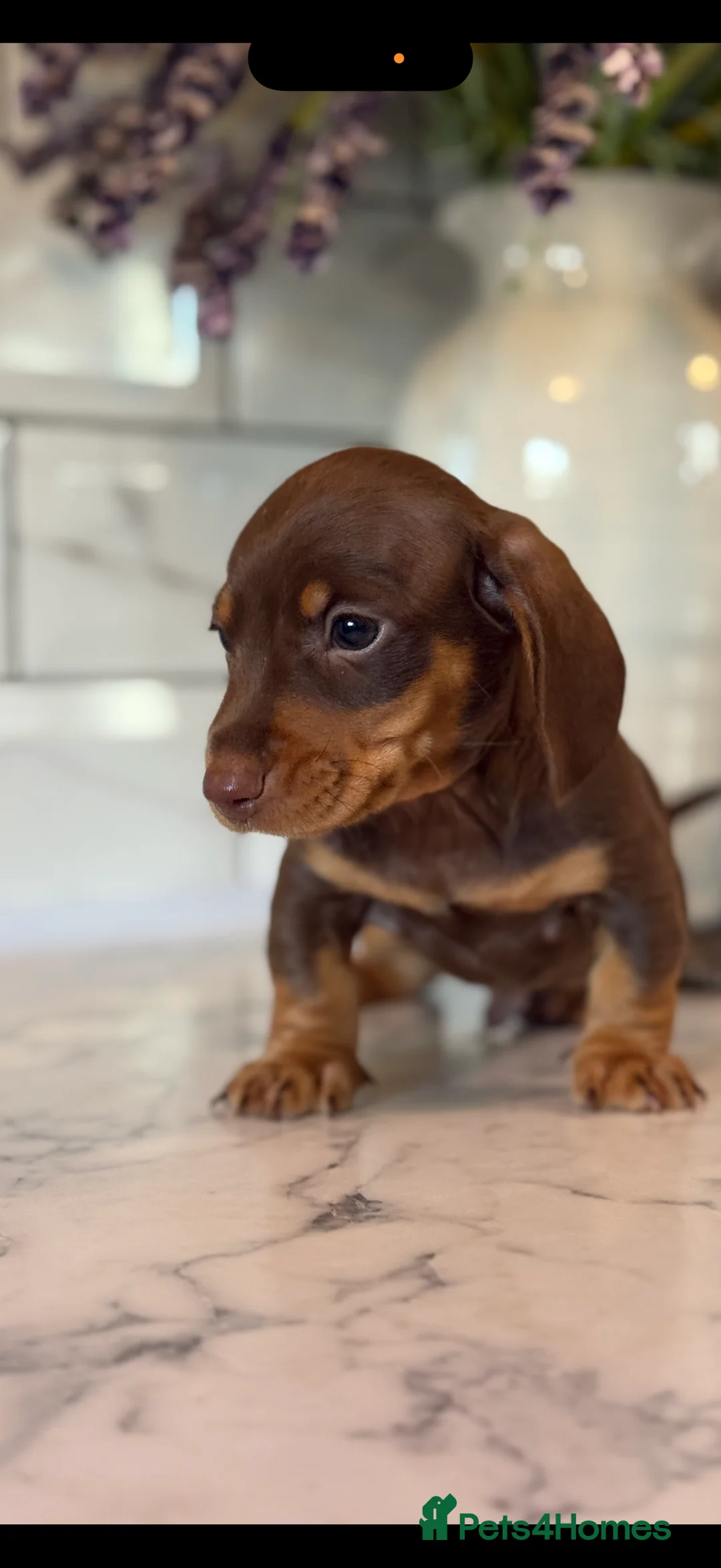 Miniature Dachshund dogs for sale: 🎀 SHOW QUALITY KC REGISTERED MALES AND FEMALES 🎀 - Advert 11