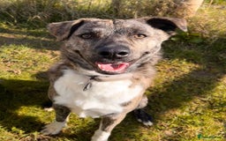 Mixed Breed dogs for adoption: Benji  - Advert 14