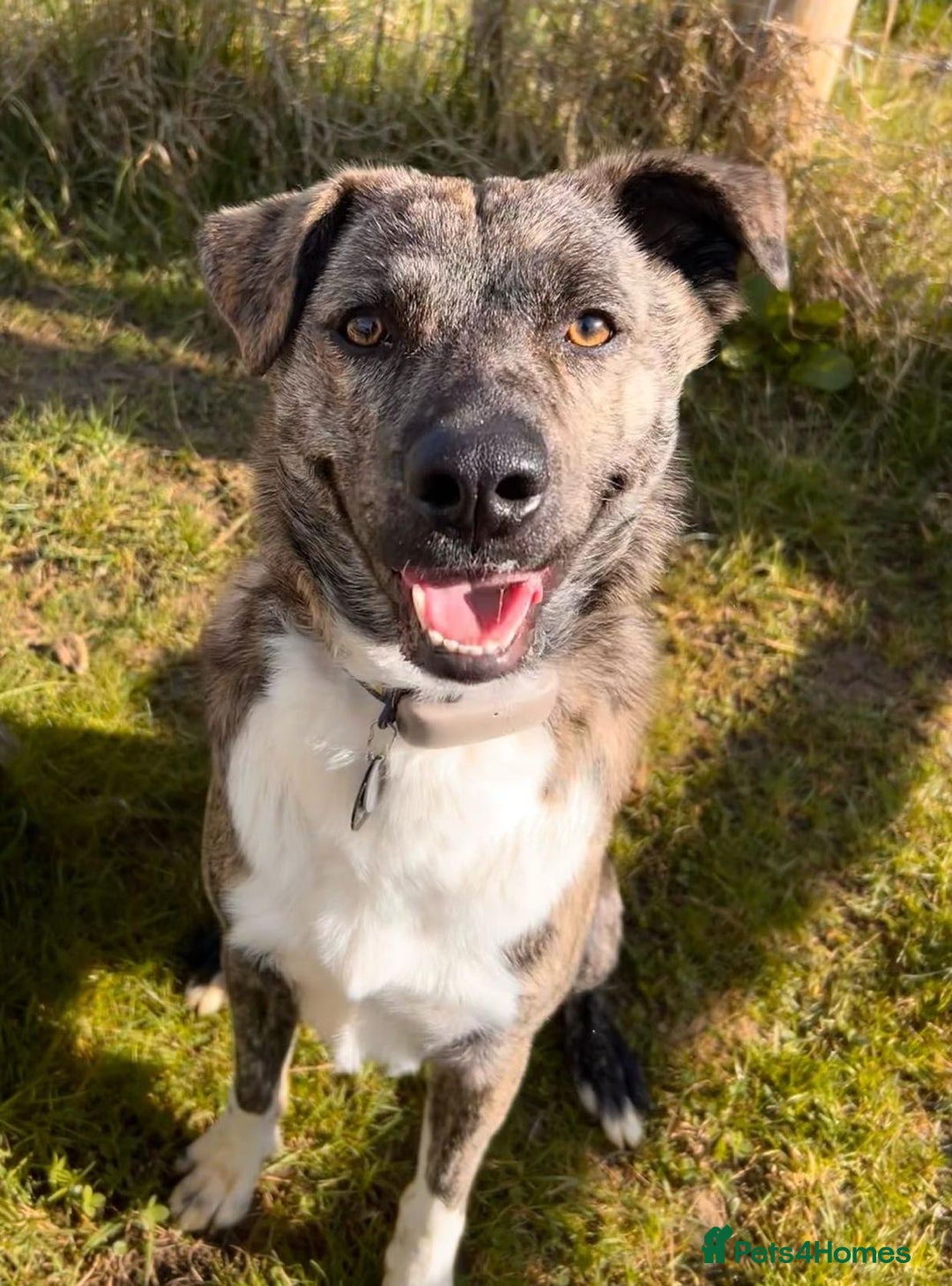 Mixed Breed dogs for adoption: Benji  - Advert 14