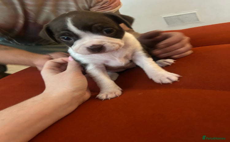 Boston Terrier dogs - Advert 10