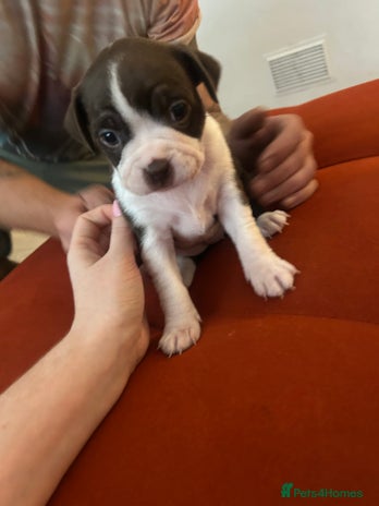 Boston Terrier dogs - Advert 13