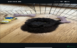 Cockapoo dogs for sale: Poppy - Advert 2