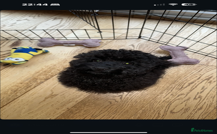 Cockapoo dogs Poppy - Advert 2