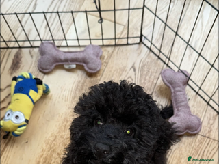 Cockapoo dogs Poppy - Advert 1