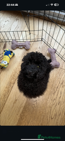 Cockapoo dogs Poppy - Advert 2