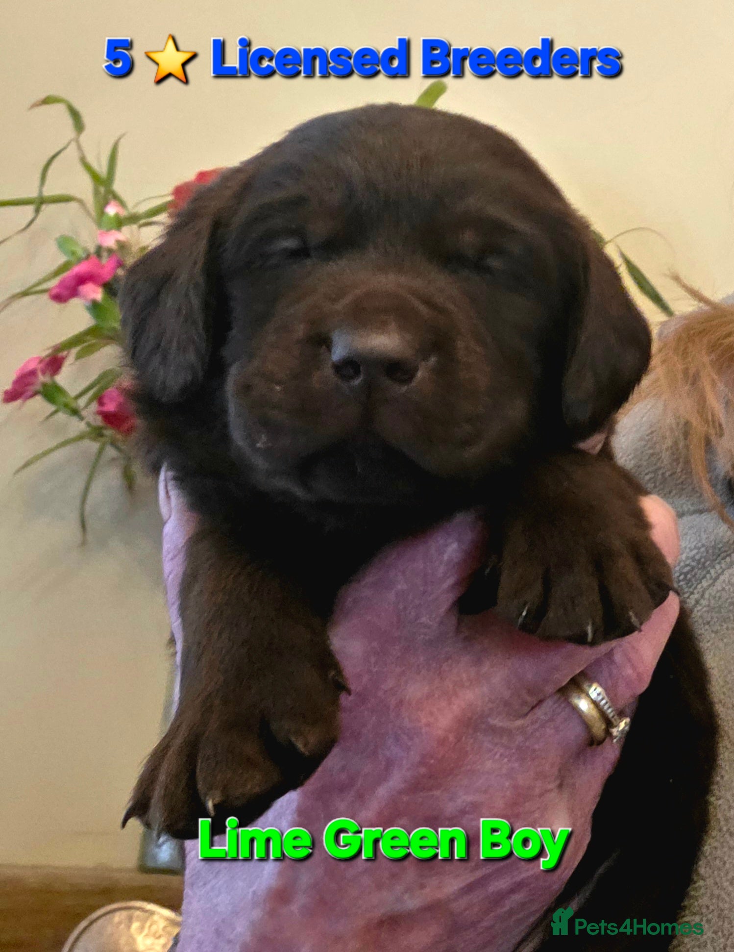 Labrador Retriever dogs Gorgeous Chocolate Labradors  - Advert 4