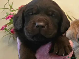 Labrador Retriever dogs Gorgeous Chocolate Labradors - Advert 4