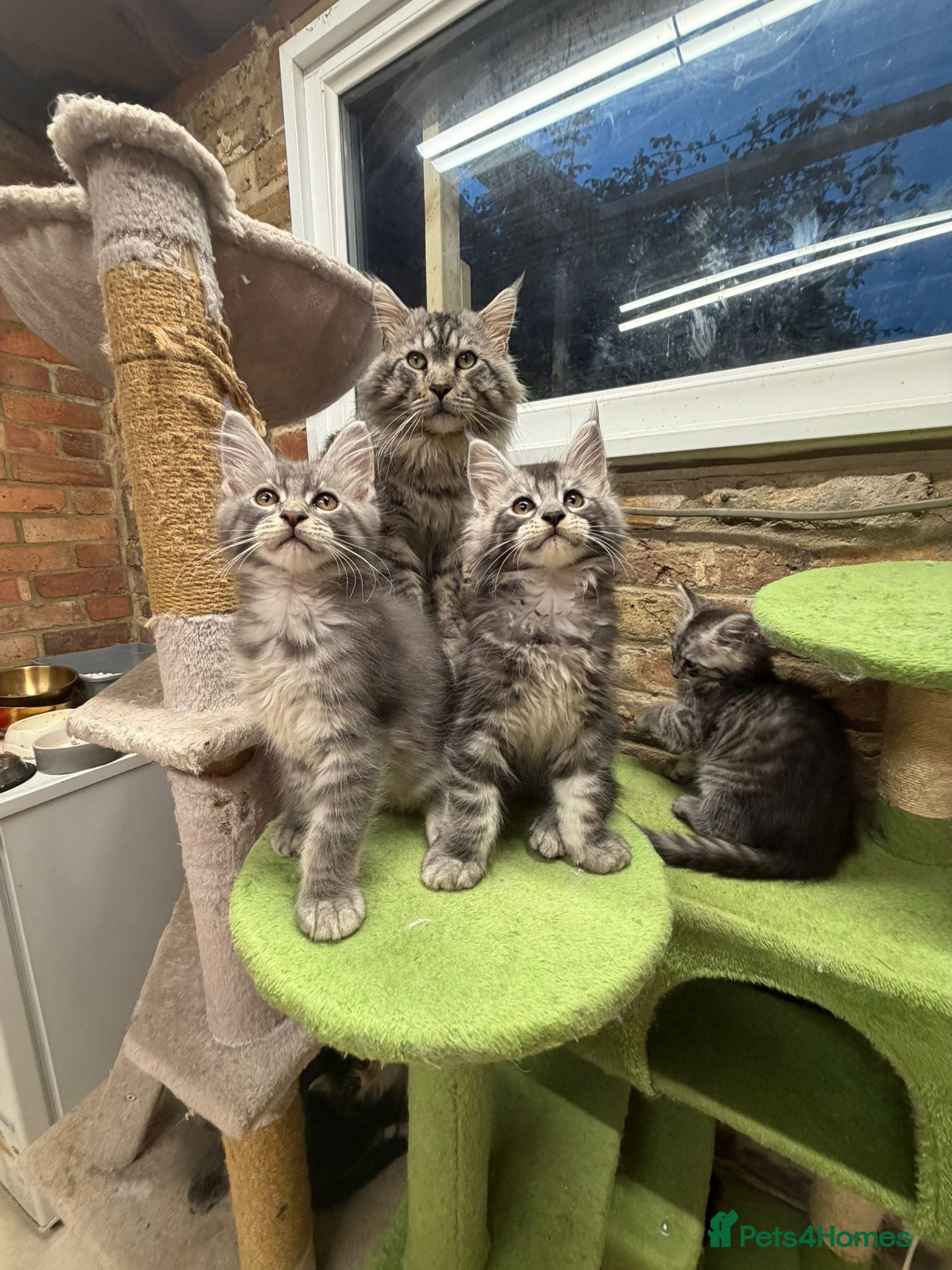 Maine Coon cats !!LAST ONE AVAILABLE!! Stunning Mainecoon Kittens - Advert 1