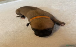 Whippet dogs for sale: 6 Stunning KC Pedigree Whippet Puppies - Image 10