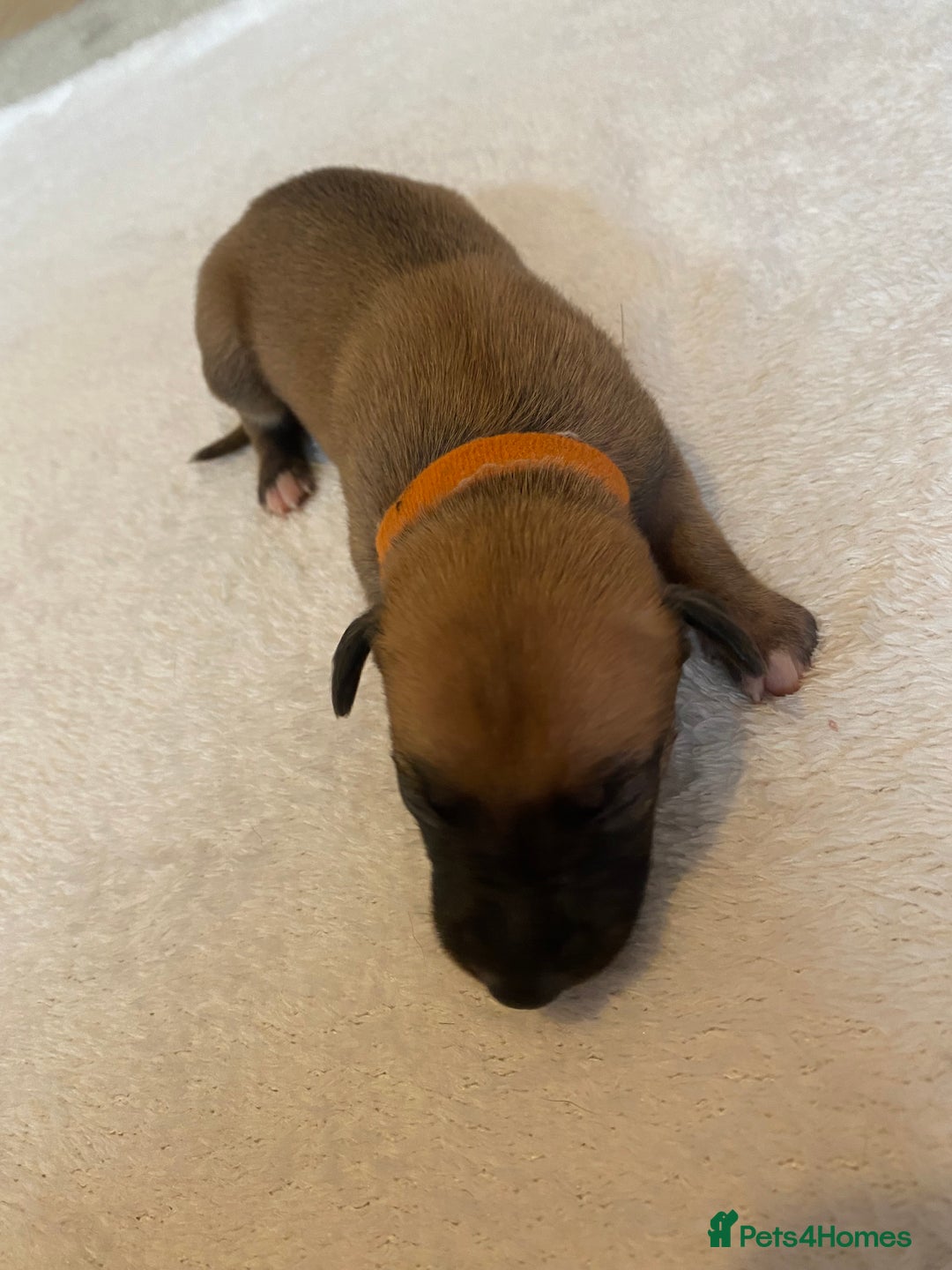 Whippet dogs for sale: 6 Stunning KC Pedigree Whippet Puppies - Image 10