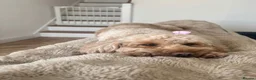 Cockapoo dogs for sale: Cockapoo Puppies - Advert 13
