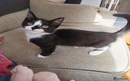 Mixed Breed cats for sale: Female kitten around 18 weeks  - Image 2