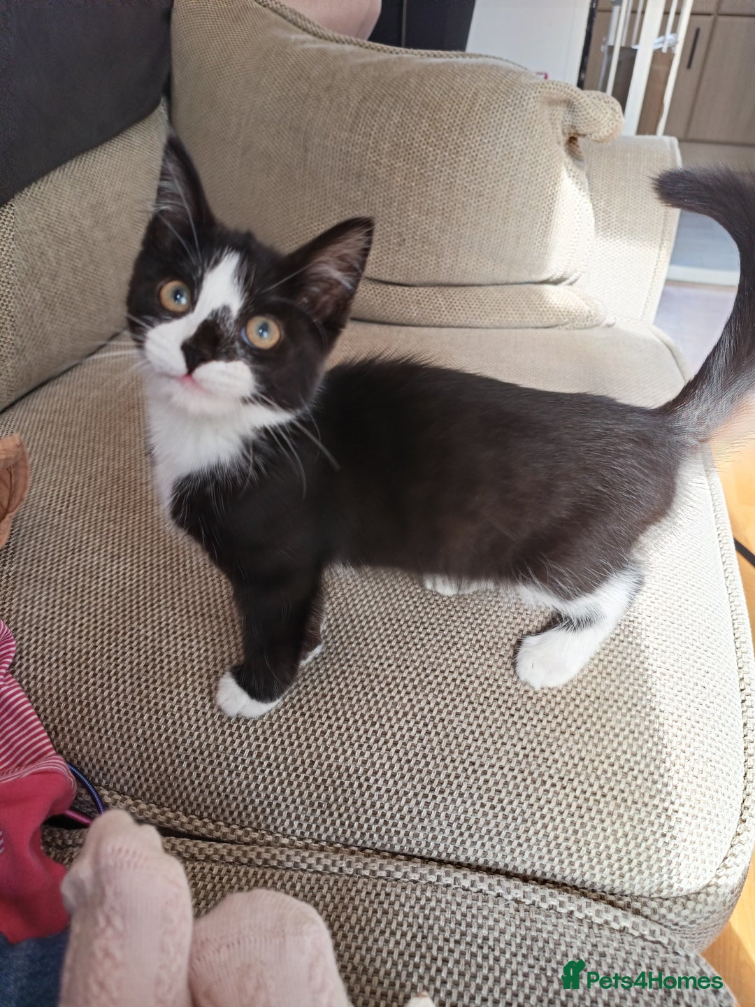 Mixed Breed cats for sale: Female kitten around 18 weeks  - Image 2