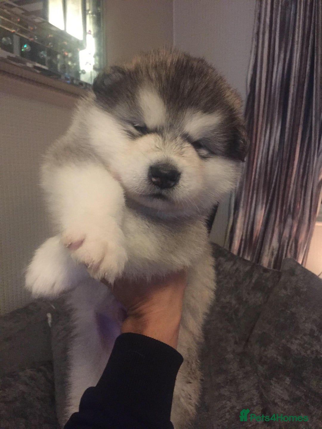 Alaskan Malamute dogs for sale: pure breed alaskan malamutes for sale - Advert 1