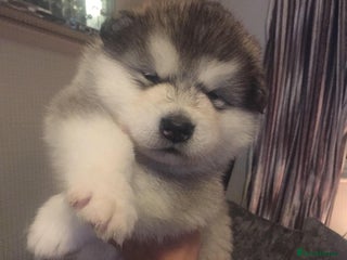 Alaskan Malamute dogs pure breed alaskan malamutes for sale - Advert 3