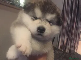 Alaskan Malamute dogs pure breed alaskan malamutes for sale - Advert 2
