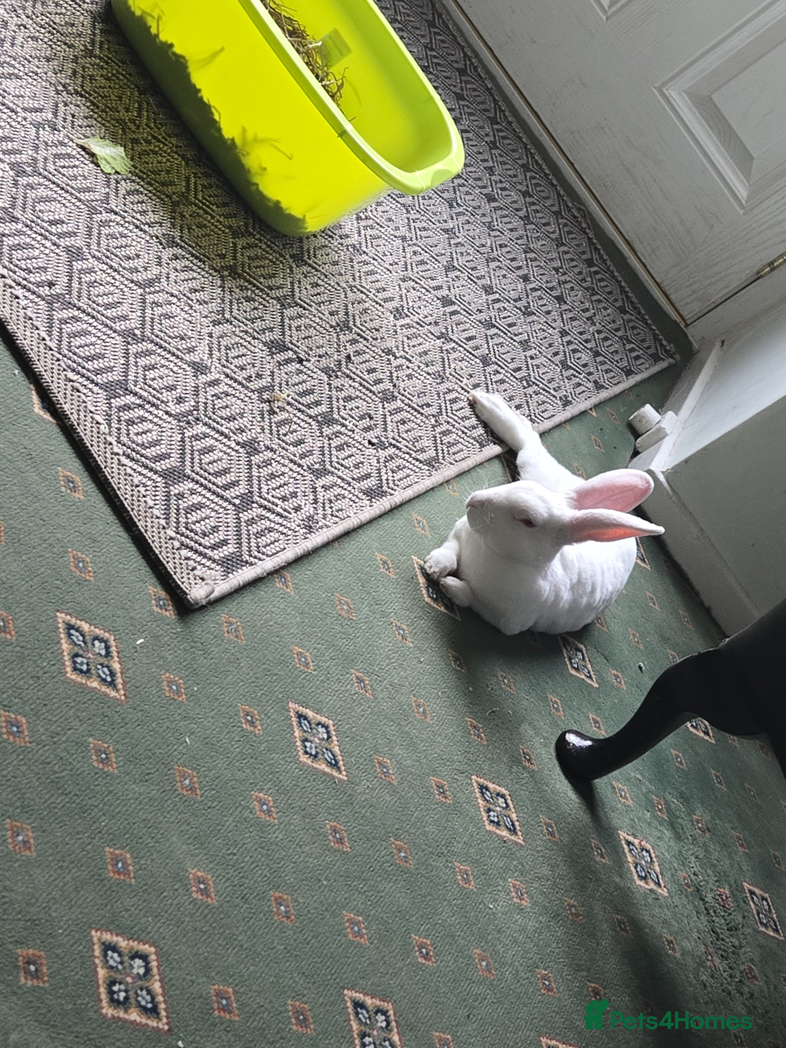 Mixed Breed rabbits Loving white rabbit + accessories  - Advert 1