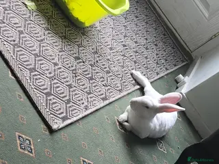 Mixed Breed rabbits Loving white rabbit + accessories - Advert 1