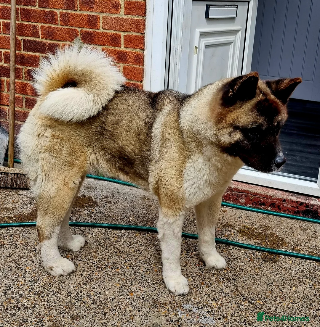 Akita dogs for sale: Akita pups - Advert 19