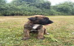 Belgian Shepherd Dog dogs for sale: Stunning Dutch Herder x Alano Español Pups  - Image 10