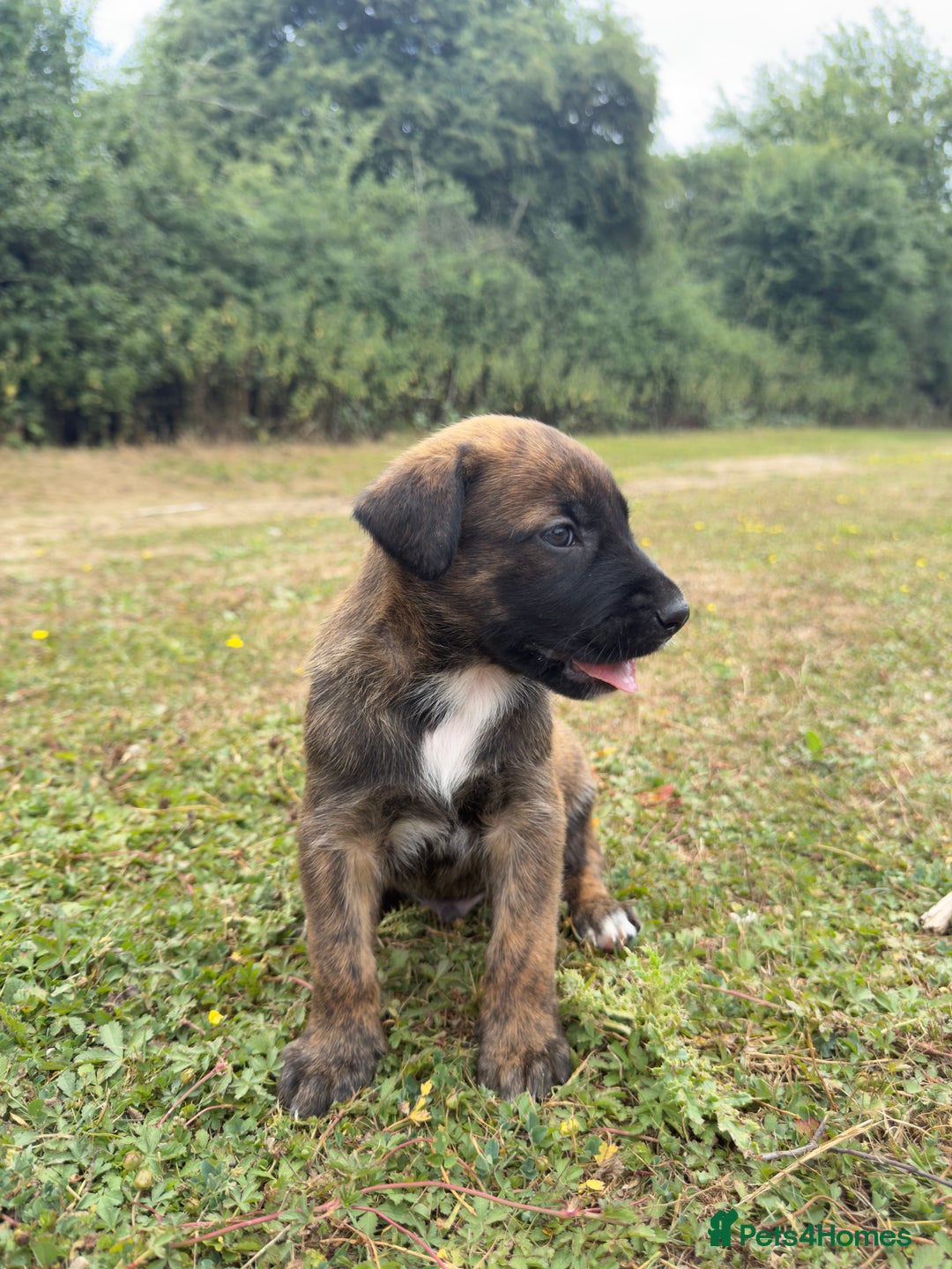 Belgian Shepherd Dog dogs for sale: Stunning Dutch Herder x Alano Español Pups  - Image 10