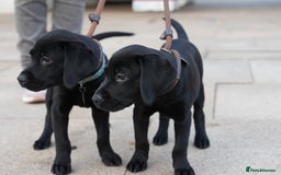 Labrador Retriever dogs for sale: Last 2 Black male labrador puppies vaccinated KC  - Advert 16