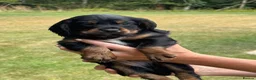 Cocker Spaniel dogs for sale: Working cocker spaniel puppies KC REGISTERED - Advert 8