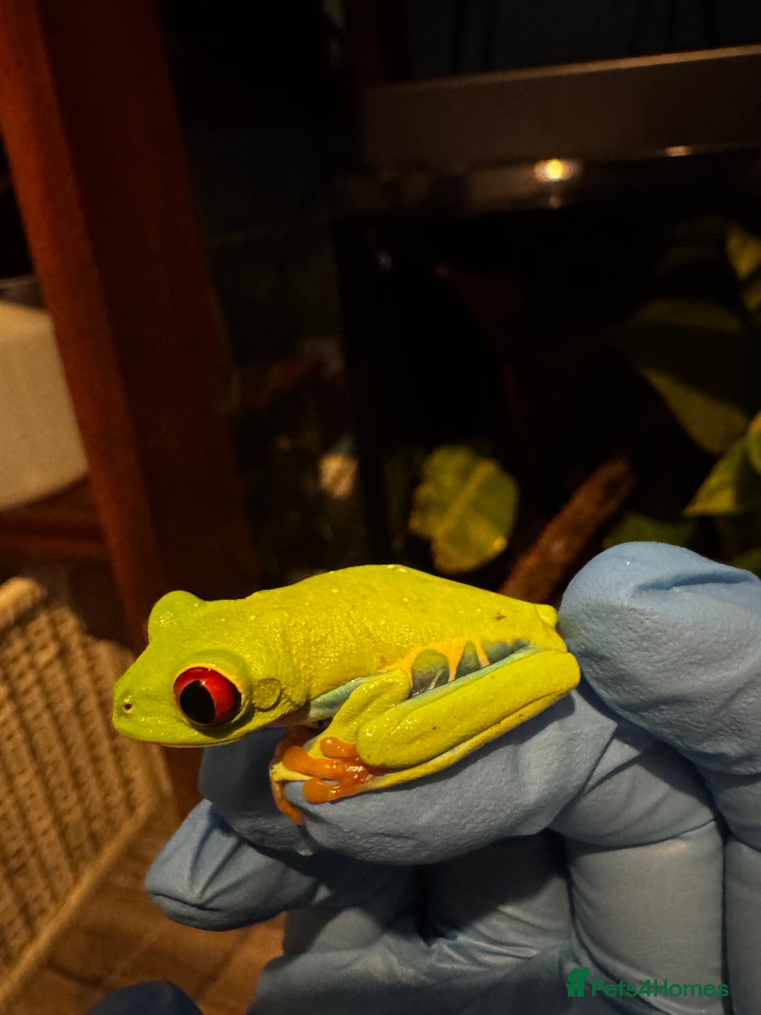 Frog reptiles for sale: Red Eye Tree Frogs (3 Total) - Advert 3