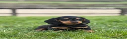 Dachshund dogs for sale: Beautiful miniature long hair Dachshunds  - Advert 3