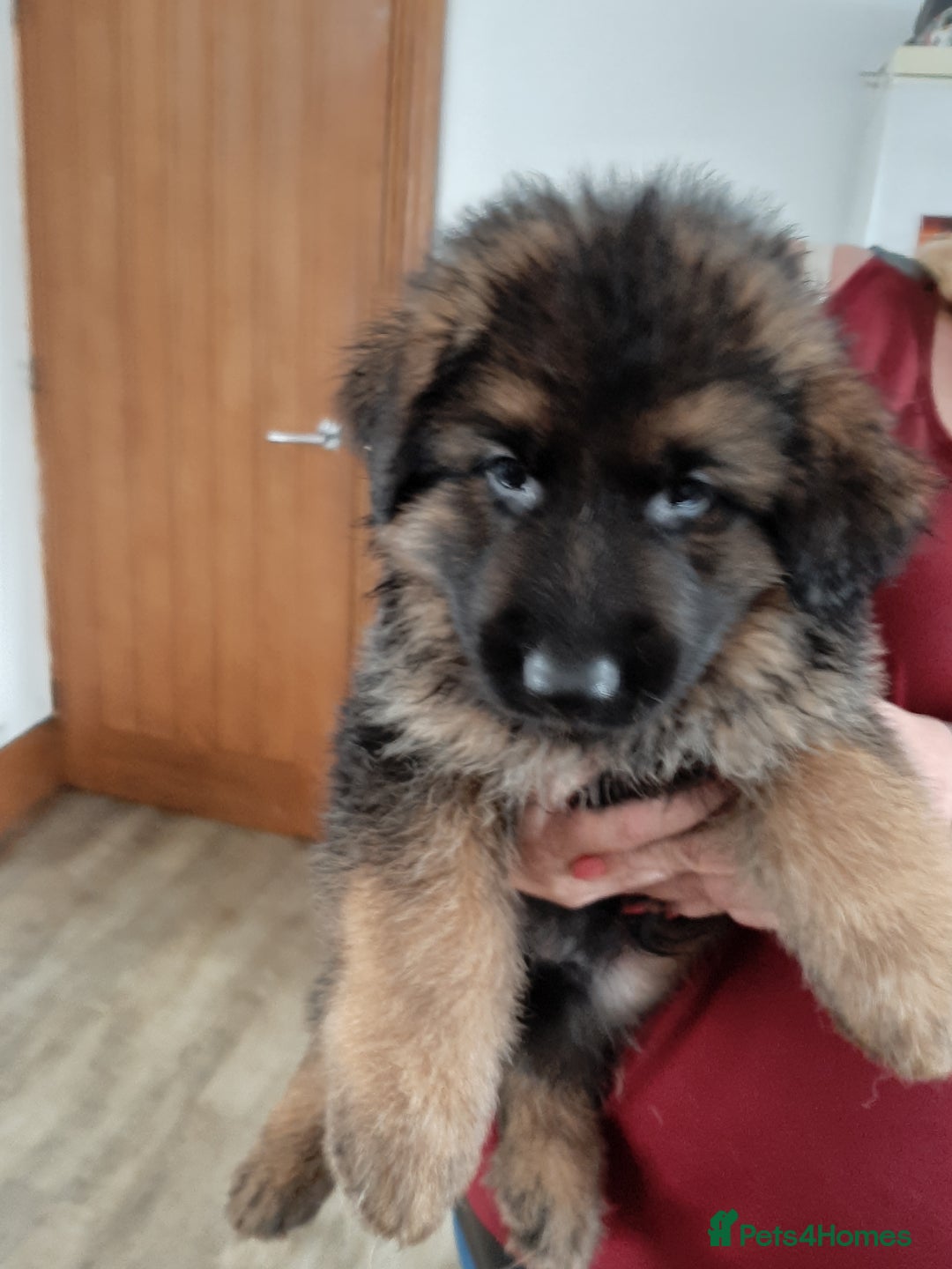 German Shepherd dogs for sale: German shepherd pups - Image 8