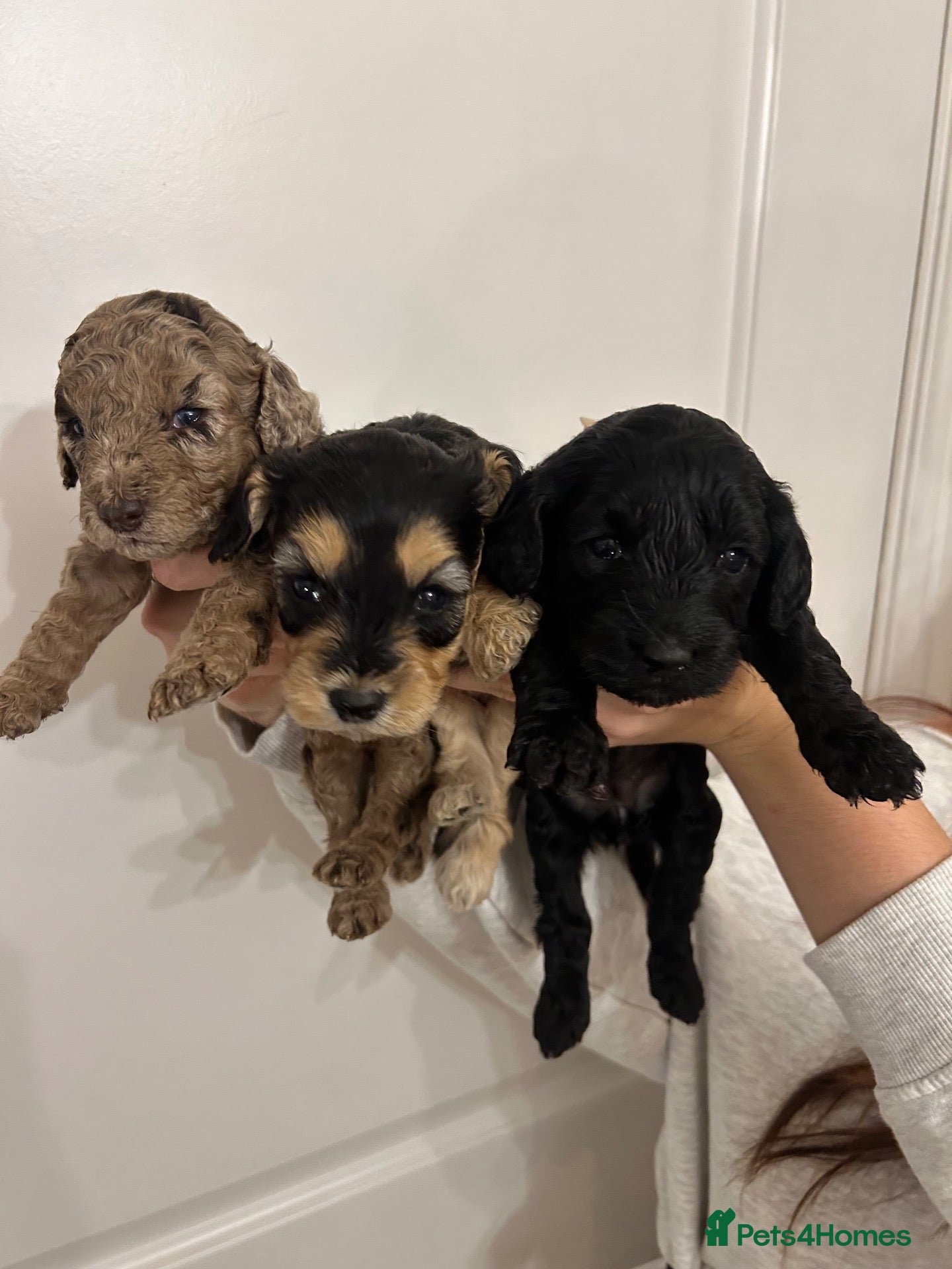 Cockapoo dogs Beautiful F1b sable cockapoos for sale  - Advert 11