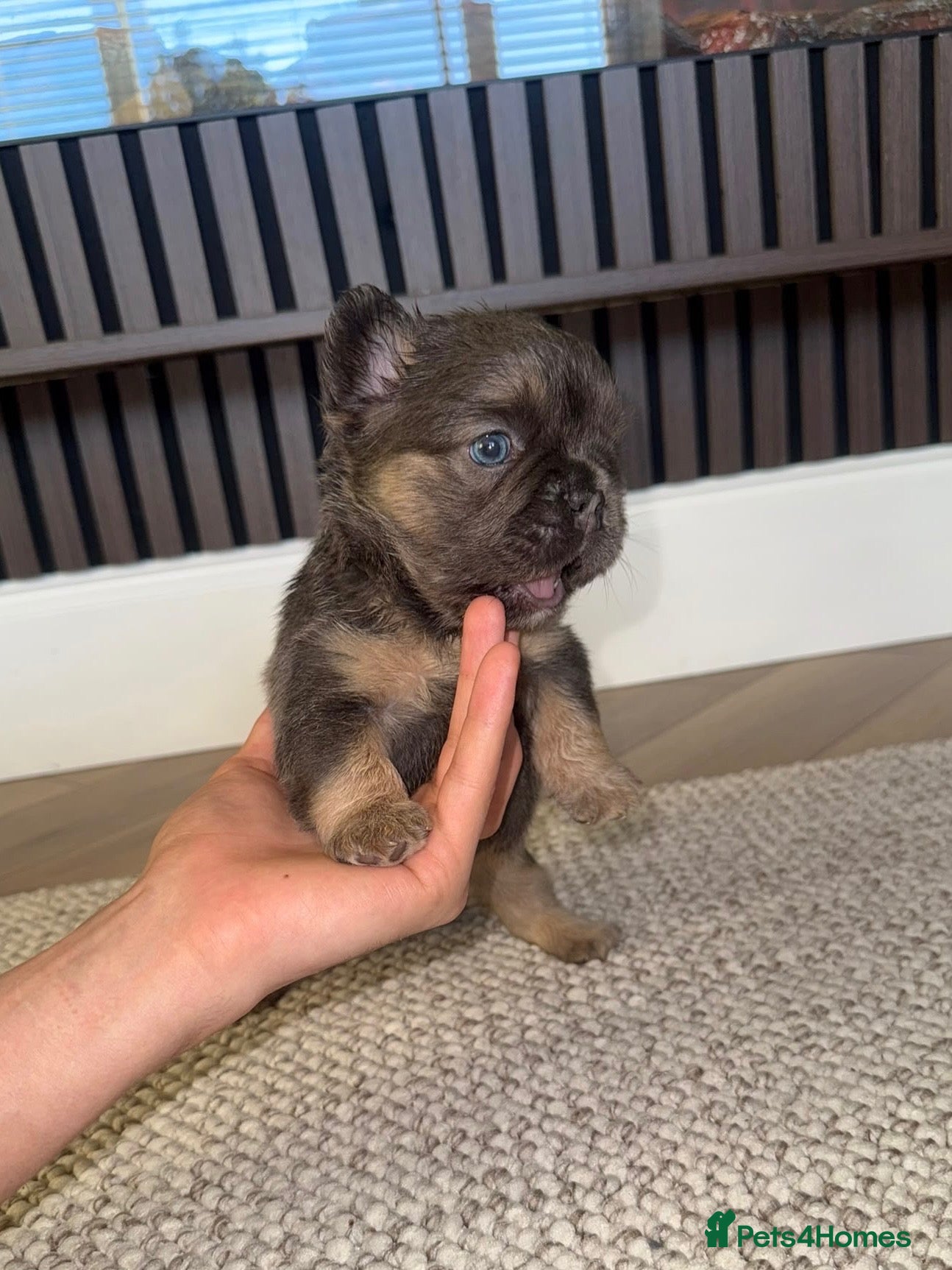 French Bulldog dogs LITTLE LUXURY PUPPIES! BEAUTIFUL FLUFFY FRENCHIES  - Advert 1