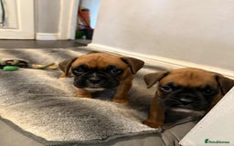 Boxer dogs for sale: Gorgeous litter of red and white boxers.  - Image 10