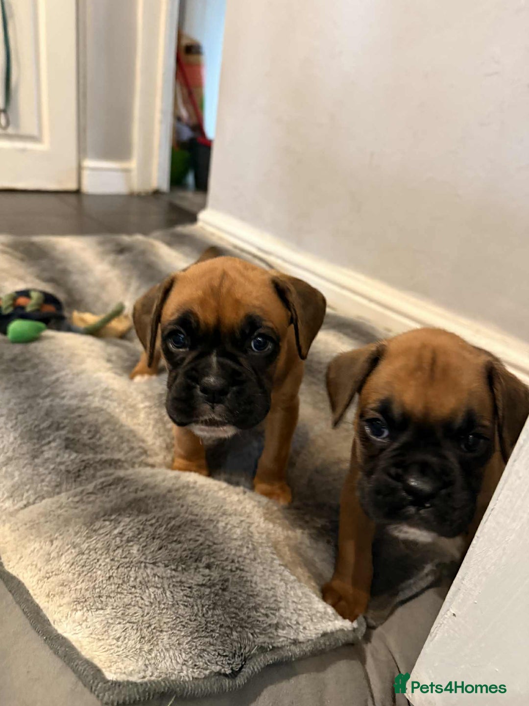 Boxer dogs for sale: Gorgeous litter of red and white boxers.  - Image 10