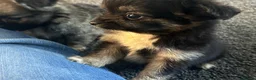 Chihuahua dogs for sale: Long hair stunning chihuahuas pedigree  in Worcester - Advert 8