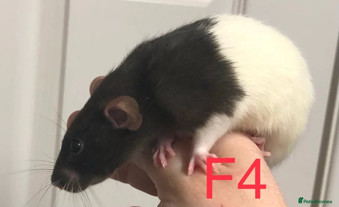 Rat rodents for sale: Beautiful tame fancy rats - Advert 4