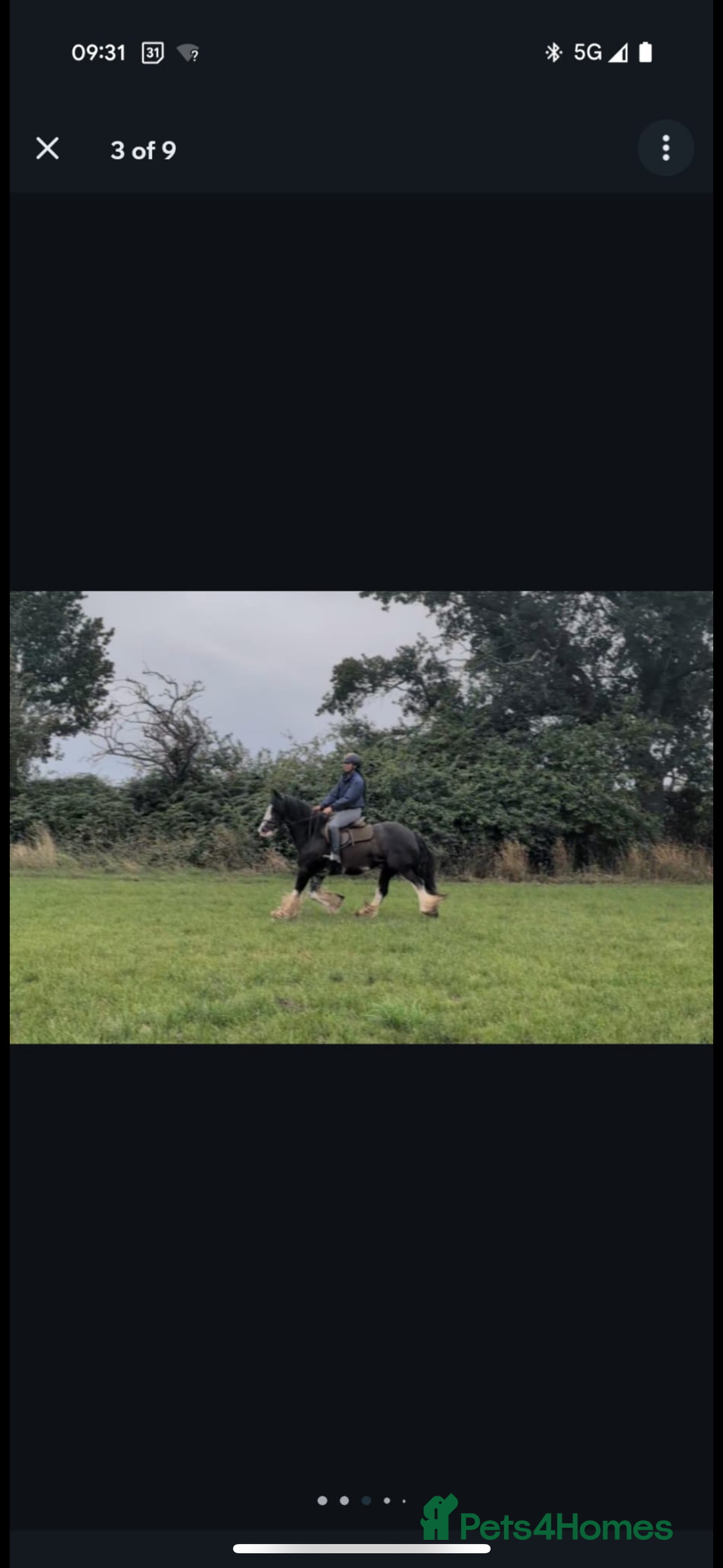 Irish Cob horses for sale: Heavy Blangdon traditional cob mare  - Advert 5