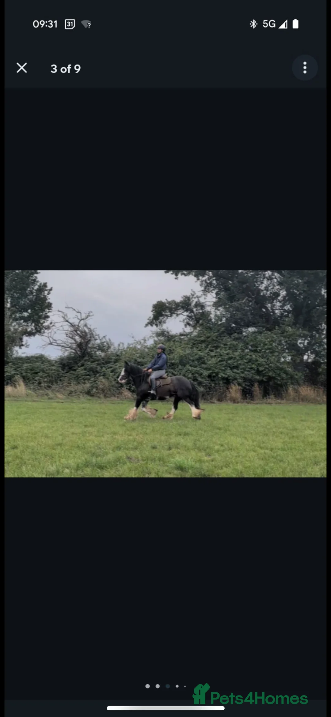 Irish Cob horses for sale: Heavy Blangdon traditional cob mare  - Advert 5