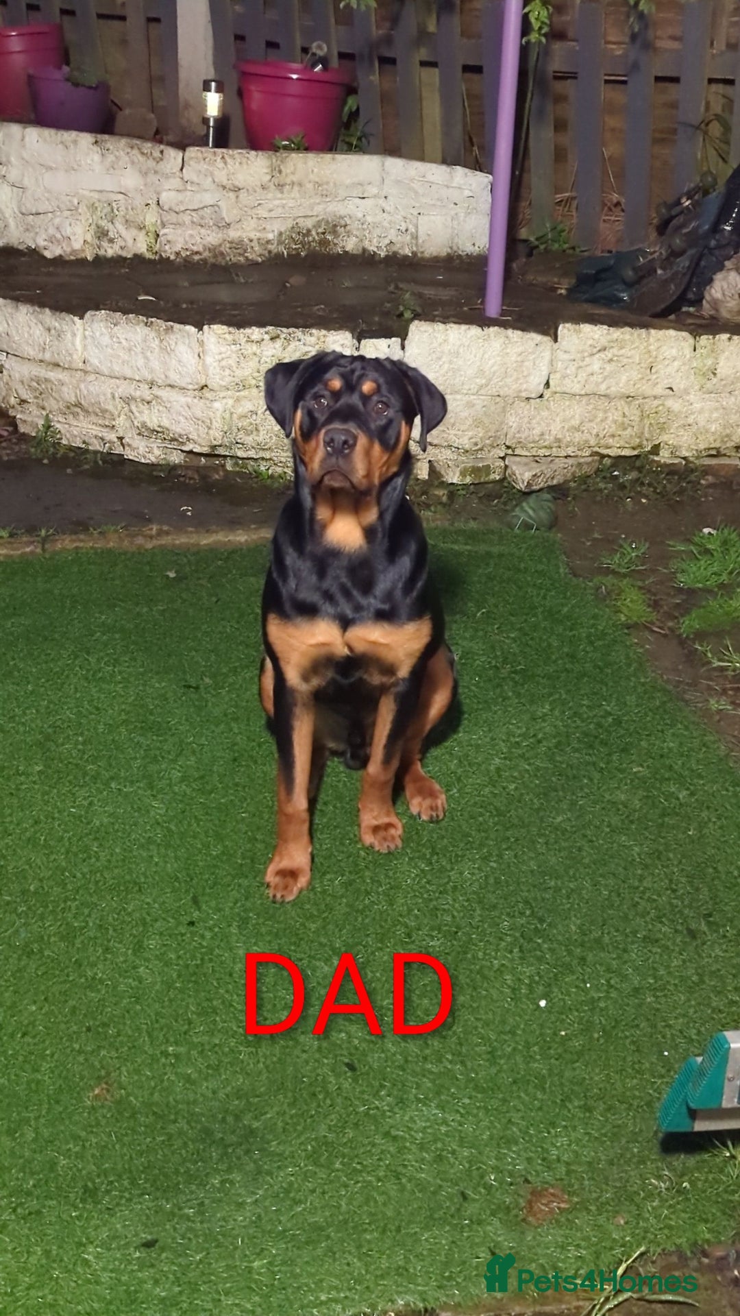Rottweiler dogs for sale: ⭐ Rottweiler ⭐ - Advert 12