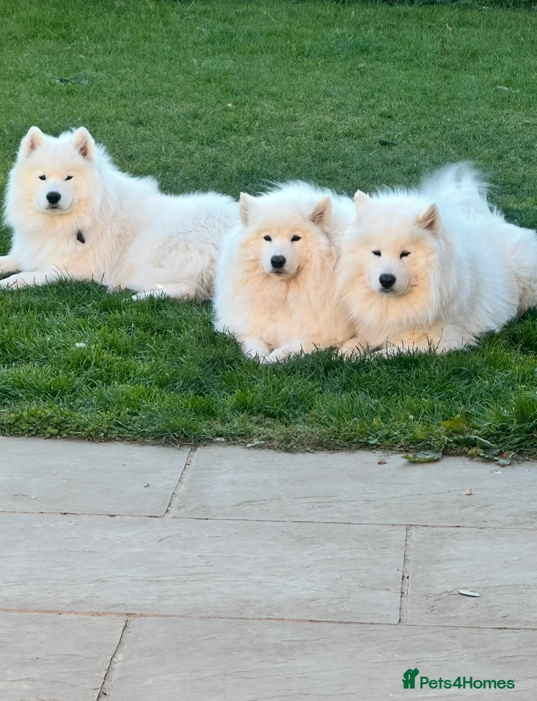 Samoyed dogs for stud:  SAMOYED STUD | CHAMPION BLOODLINE ⭐ - Advert 2