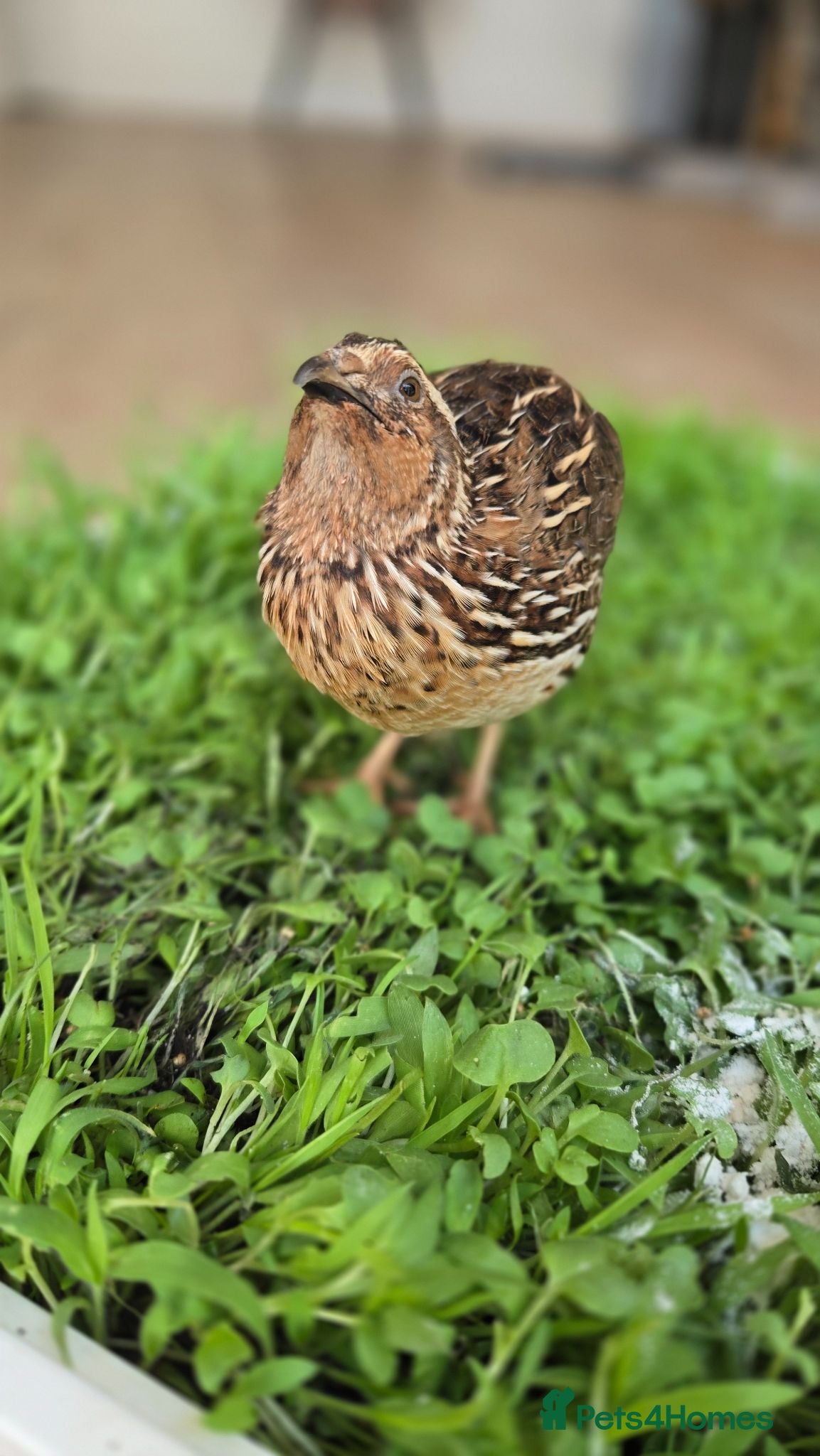 Quail poultry Quail male - Advert 2