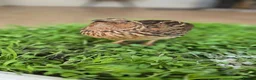 Quail poultry for sale: Quail male - Advert 1